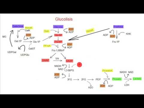 Glucolisis Anaerobia Pdf